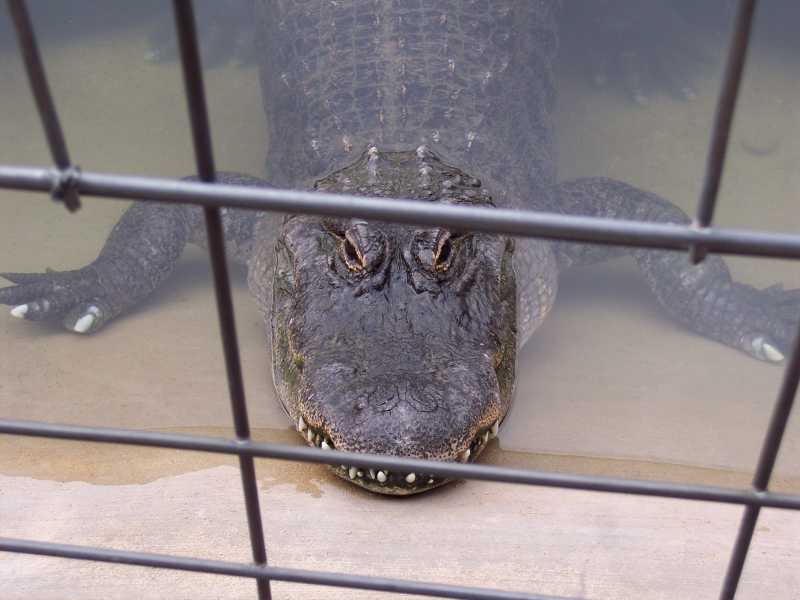 Up close and personal at the Reptile Gardens, near Rapid City, South Dakota