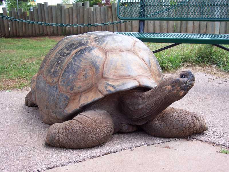 This giant turtle is 125 years old - he is named Methuselah