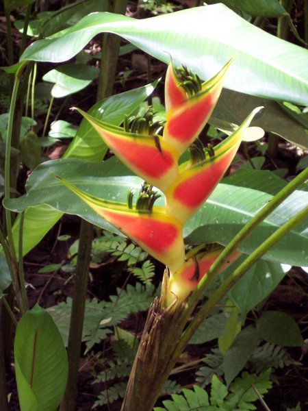 Lobster Claw flower near Soufrieres