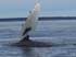Whale watching - Digby Neck, NS