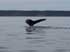 Whale watching - Digby Neck, NS